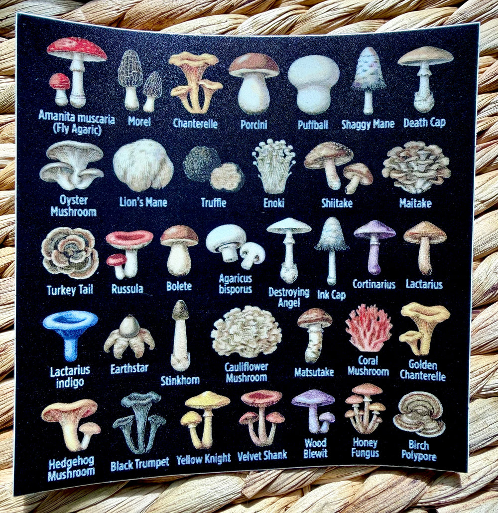 Mushroom Taxonomy sticker