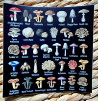 Mushroom Taxonomy sticker