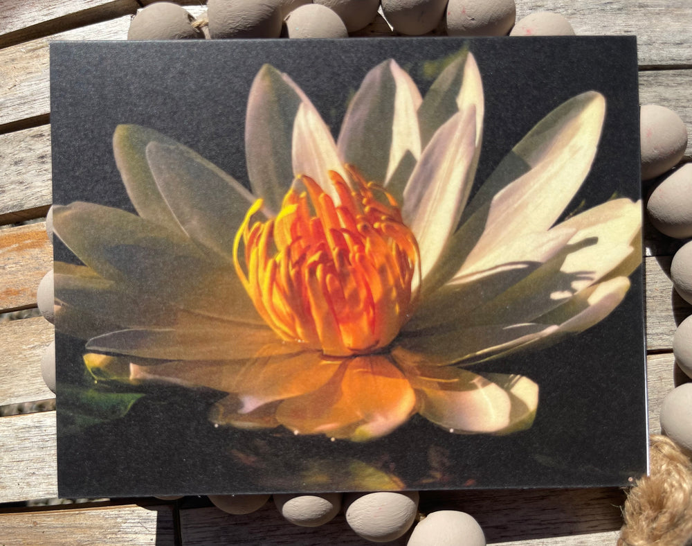 Close-up of a water lily with orange center on a dark background
